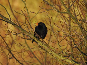 Bird perching on bare tree