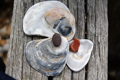Close-up of shells and pebbles