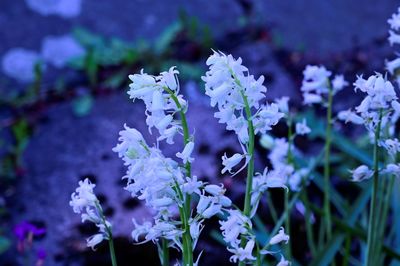 Close-up of purple flowering plant