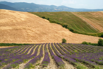 Scenic view of agricultural field