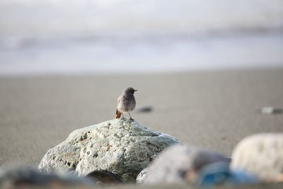 Close-up of bird perching on rock at beach against sky