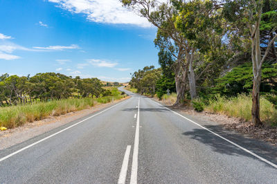 Countryside road with eucalyptus on sunny day. rural background