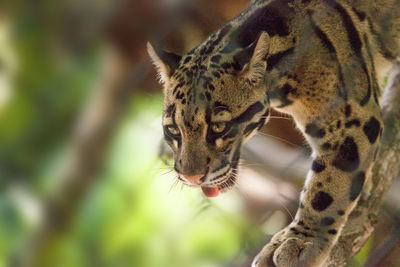 Male adult clouded leopard neofelis nebulosa is listed as vulnerable and can be found in asia.