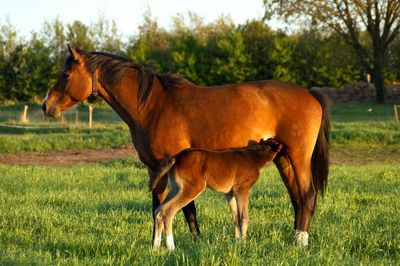 Horse grazing on grassy field