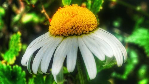 Close-up of yellow flower