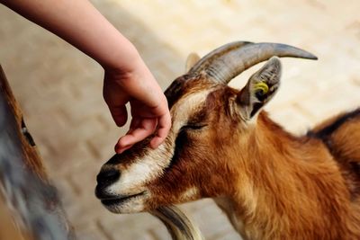 Close-up of goat