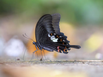 Close-up of black butterfly outdoors