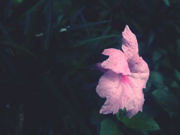 Close-up of hibiscus flower