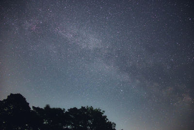 Low angle view of trees against star field at night