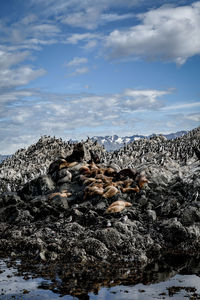 Scenic view of a flock of sea wolfs in a mountains against sky