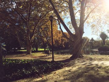 Sun shining through trees in park