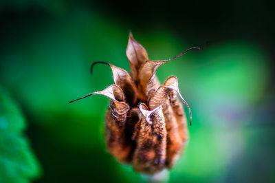 Close-up of honey bee on flower