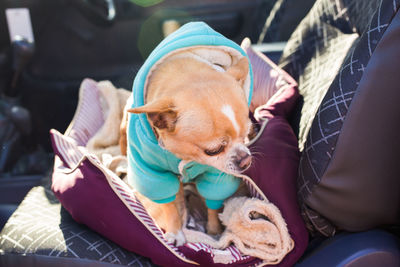 Close-up of dog resting on sofa