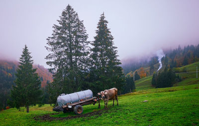 Cows on field by trees against sky