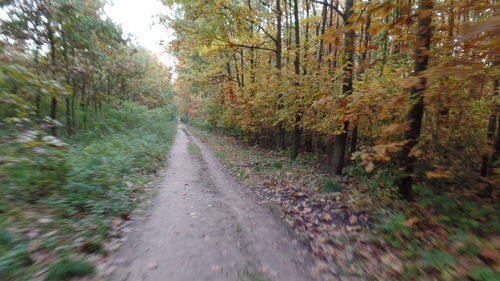 Road passing through trees in autumn