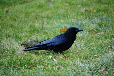 Close-up of bird on field