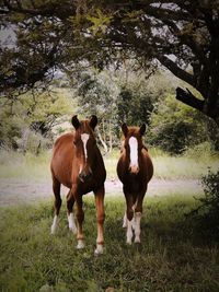 Horses standing on field