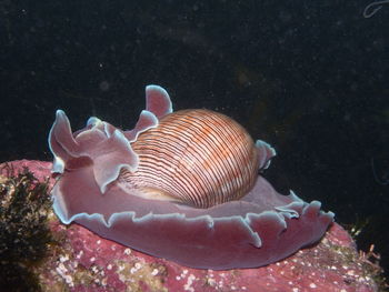 Close-up of bubble snail rose petal-hydatina physis swimming in sea  in sydney, australia