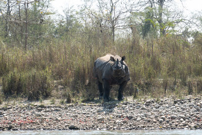 View of elephant in forest