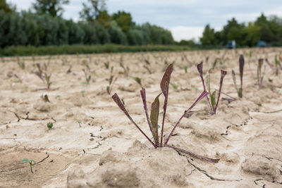 Scenic view of agricultural field