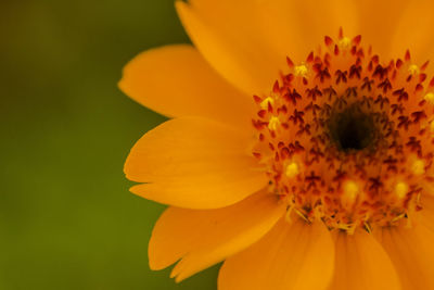 Close-up of yellow flowering plant