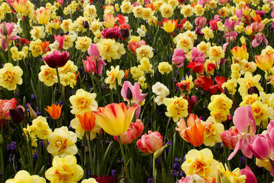 Full frame shot of multi colored tulips