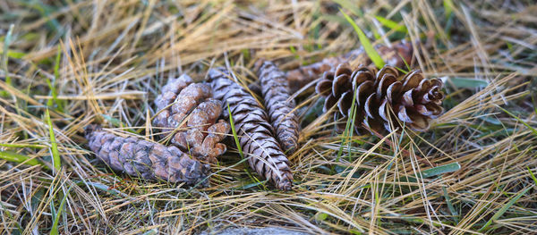 High angle view of pine cone on field