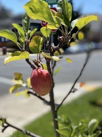 Close-up of cherries growing on tree