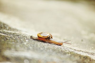 Close-up of lizard