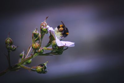 Close-up of bee pollinating on purple flower