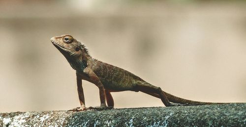 Close-up side view of a lizard