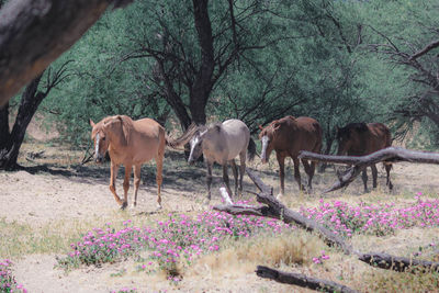 Horses in a field