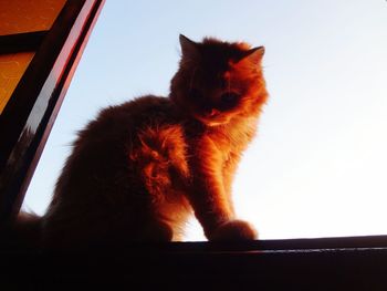 Low angle view of ginger cat against window