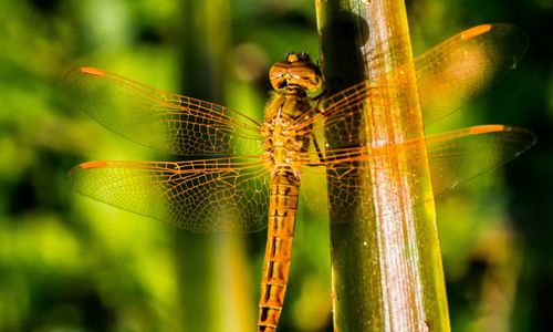 Close-up of dragonfly on plant