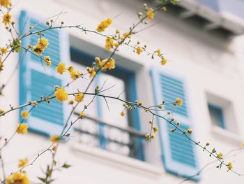 Low angle view of flowers against built structure