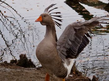 Close-up of pelican by lake