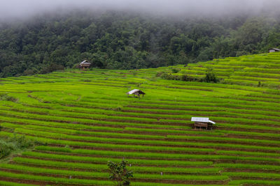 Scenic view of agricultural field