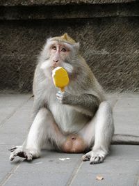 Monkey looking away while eating ice cream on street