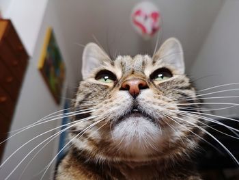 Close-up portrait of a cat