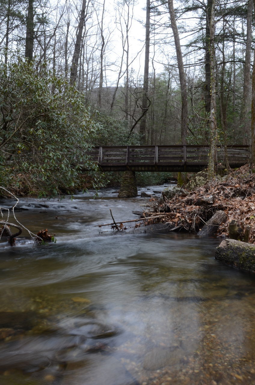 STREAM IN FOREST