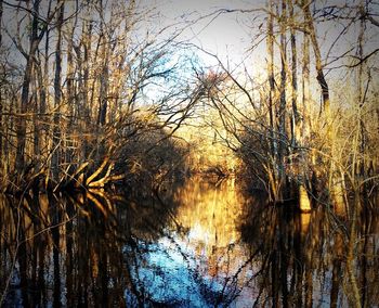 Reflection of trees in lake