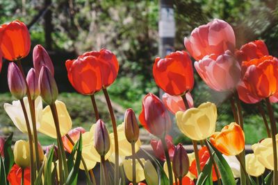 Close-up of tulips blooming outdoors