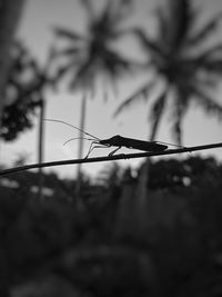 Close-up of a plant against blurred background