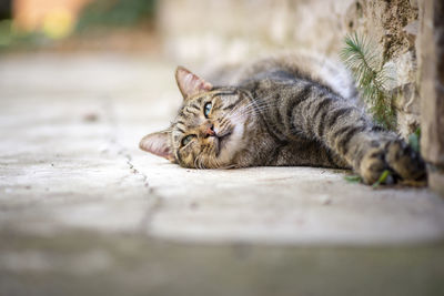 Brindle cat lying in an ancient italian village