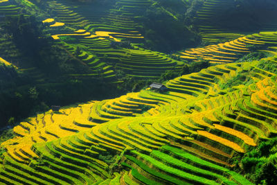 High angle view of terraced rice field