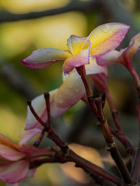 Close-up of water drops on pink flower