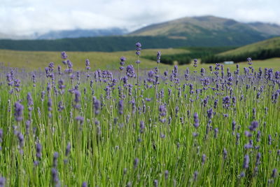 Purple flowering plants on field