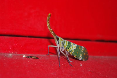 Close-up of insect on red surface