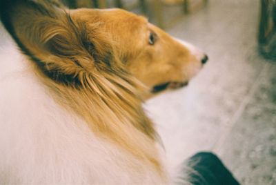 Close-up of golden retriever