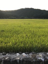 Scenic view of rice field against sky